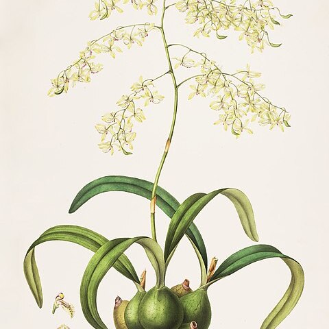 Encyclia incumbens unspecified picture