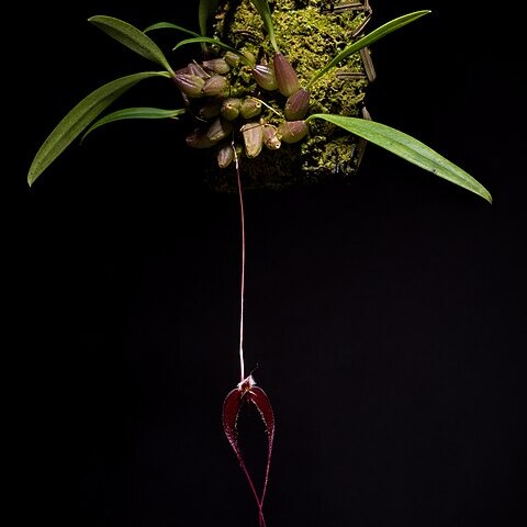 Bulbophyllum nasica unspecified picture