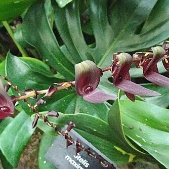 Stelis maxima unspecified picture