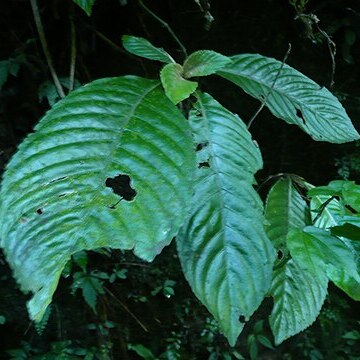 Rhynchotechum formosanum unspecified picture