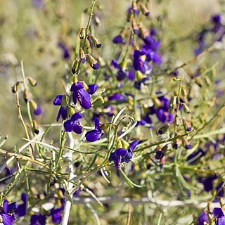 Psorothamnus arborescens unspecified picture