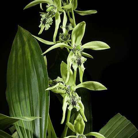 Coelogyne peltastes unspecified picture