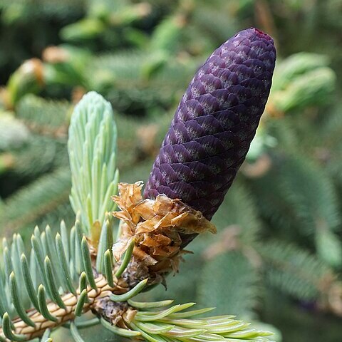 Picea likiangensis var. montigena unspecified picture