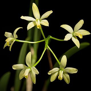 Cattleya kleberi unspecified picture