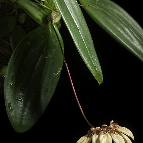 Bulbophyllum venulosum unspecified picture