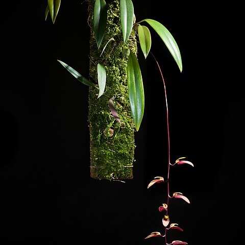 Bulbophyllum callichroma unspecified picture