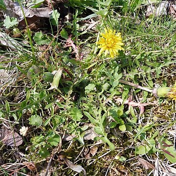 Taraxacum lacistophylloides unspecified picture