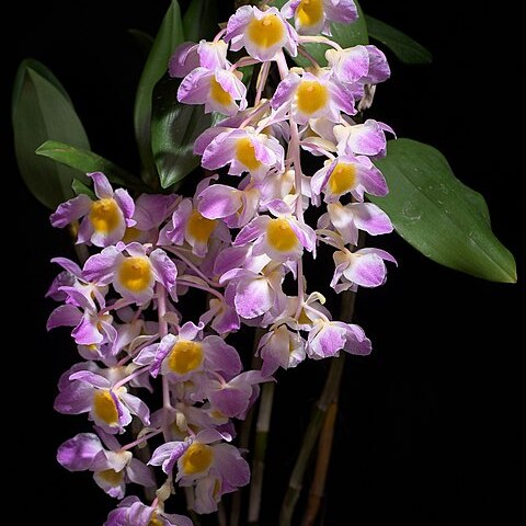 Dendrobium amabile o'brien unspecified picture