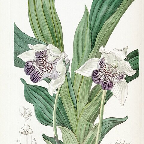 Cochleanthes flabelliformis unspecified picture