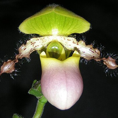 Paphiopedilum primulinum var. purpurascens unspecified picture