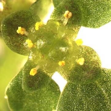 Chrysosplenium glechomifolium unspecified picture