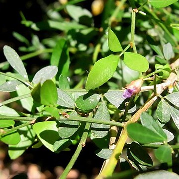 Desmodium acanthocladum unspecified picture