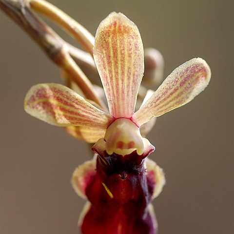 Cottonia peduncularis unspecified picture