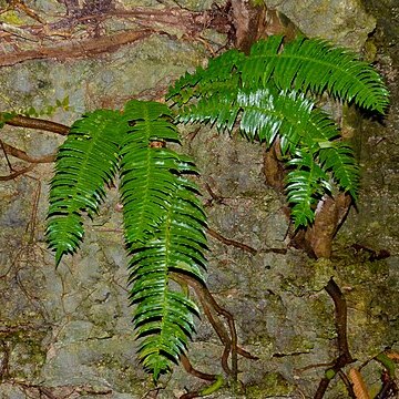 Cyclopeltis crenata unspecified picture