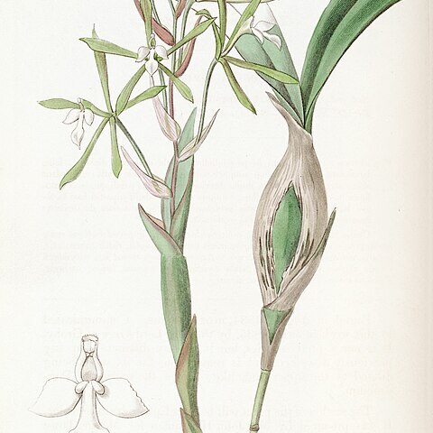 Epidendrum purpurascens unspecified picture