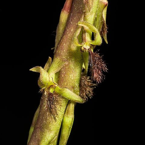 Bulbophyllum echinochilum unspecified picture