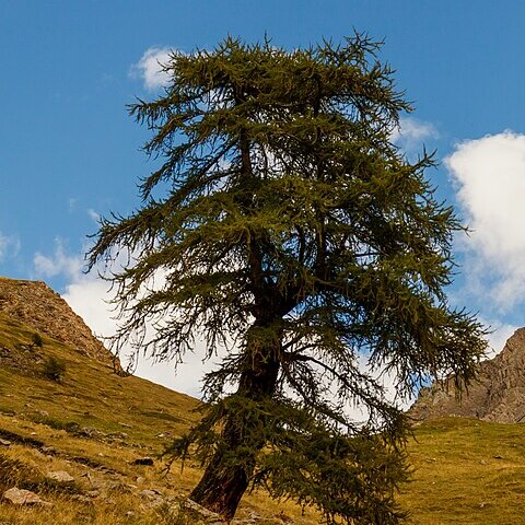 Pinaceae unspecified picture