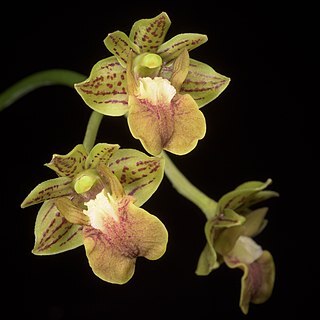 Dendrobium bifalce unspecified picture