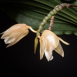 Coelogyne monilirachis unspecified picture