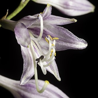 Hosta longipes var. gracillima unspecified picture