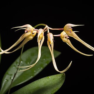 Bulbophyllum macraei unspecified picture