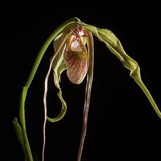 Phragmipedium humboldtii unspecified picture