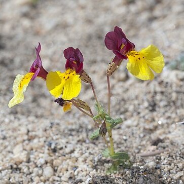 Mimulus shevockii unspecified picture