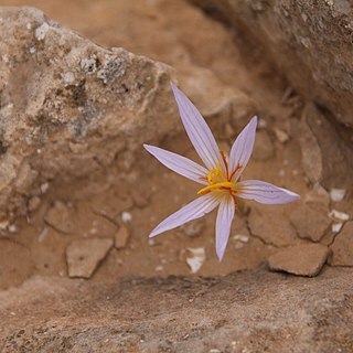 Crocus damascenus unspecified picture