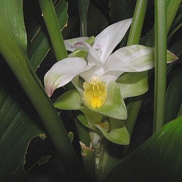 Curcuma kwangsiensis unspecified picture