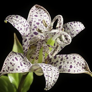 Tricyrtis hirta var. masamunei unspecified picture