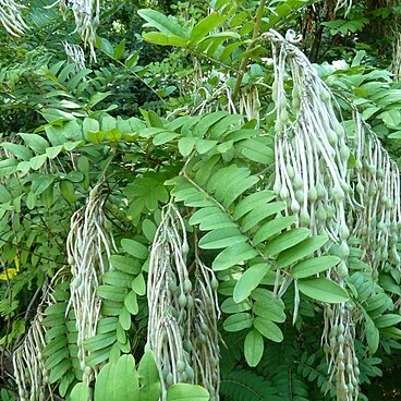 Sophora velutina unspecified picture