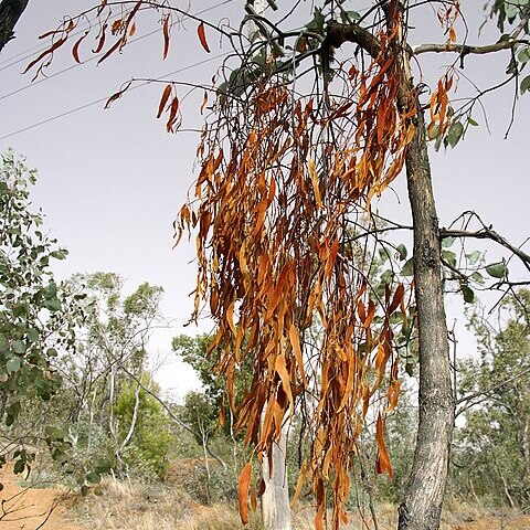 Amyema unspecified picture