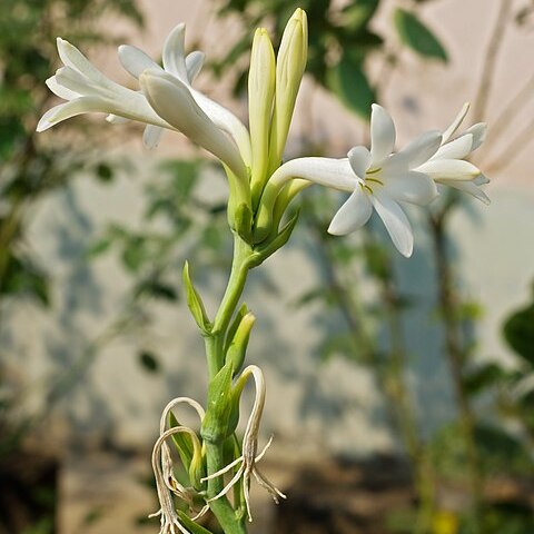 Agave amica unspecified picture