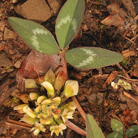 Trifolium virginicum unspecified picture