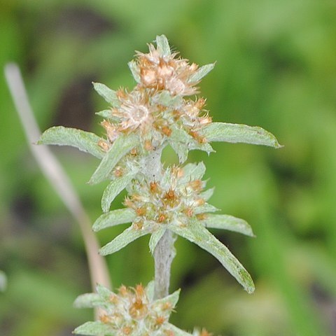 Gamochaeta filaginea unspecified picture