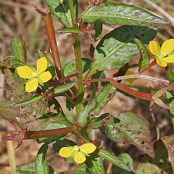 Ludwigia perennis unspecified picture