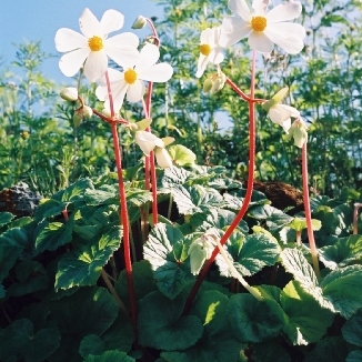 Begonia octopetala l'hér. unspecified picture