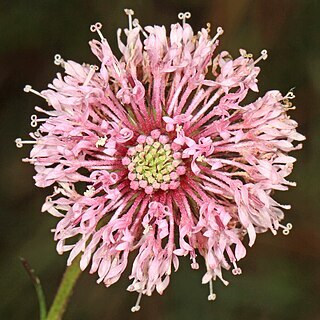 Marshallia graminifolia unspecified picture