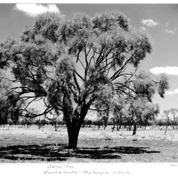 Acacia tephrina unspecified picture