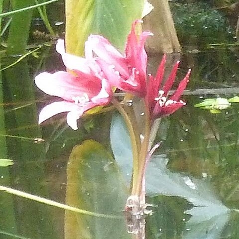 Crinum campanulatum unspecified picture