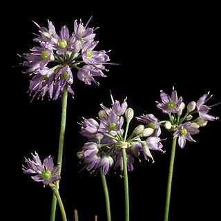 Allium taquetii unspecified picture