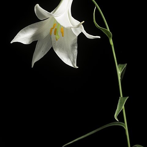 Lilium japonicum var. abeanum unspecified picture