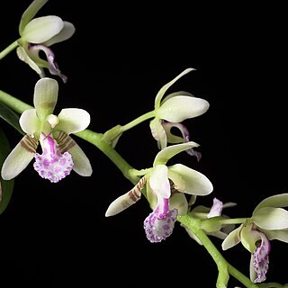 Phalaenopsis japonica unspecified picture