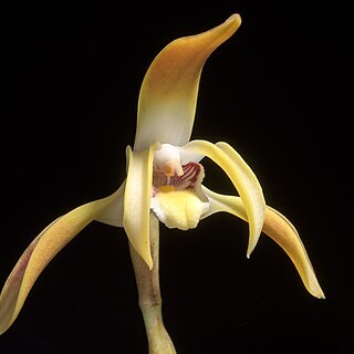 Maxillaria longipetala unspecified picture