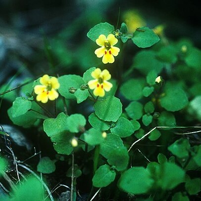 Erythranthe taylorii unspecified picture