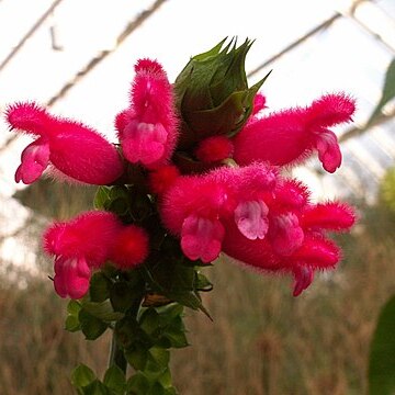 Salvia oxyphora unspecified picture