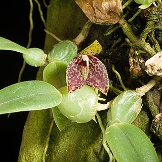 Bulbophyllum cambodianum unspecified picture