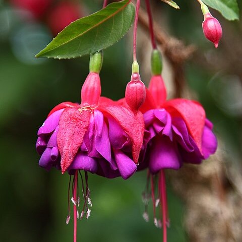 Fuchsia exoniensis unspecified picture