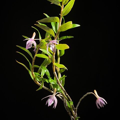 Dendrobium klabatense unspecified picture