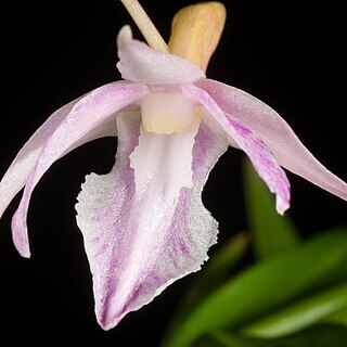 Dendrobium klabatense unspecified picture